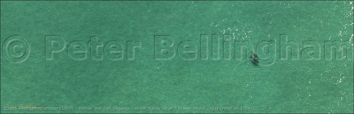 Peter Bellingham Photography Mother and Calf Dugongs - Great Sandy Strait - Fraser Island - QLD (PBH4 00 17841)